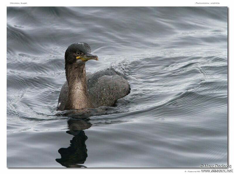 European Shag, identification