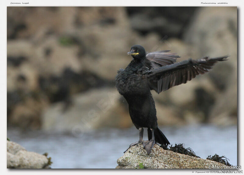 European Shag, identification, Behaviour