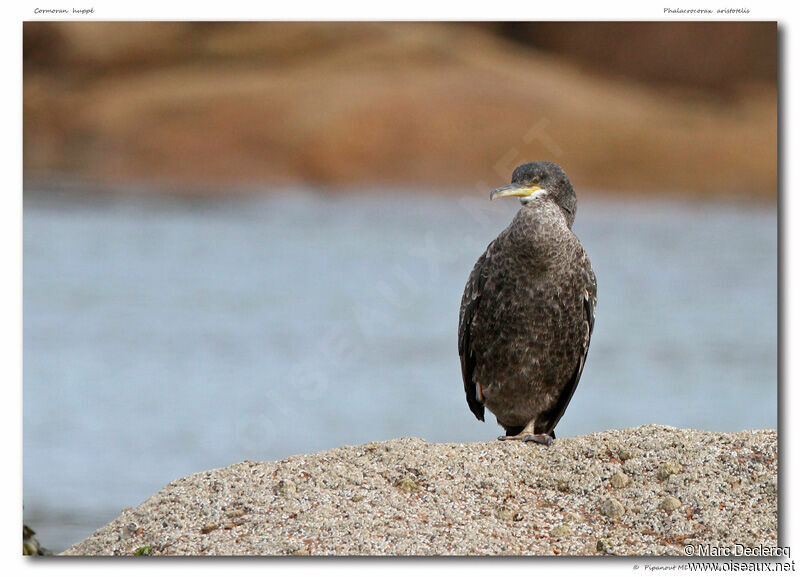 Cormoran huppé, identification