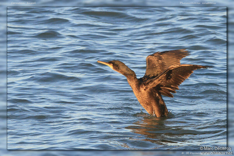 Cormoran huppé, identification