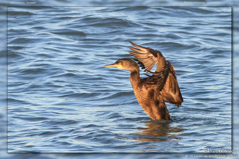 European Shag, identification