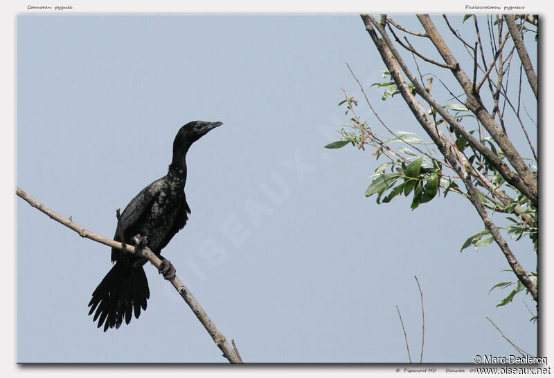 Pygmy Cormorant, identification