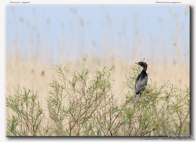 Cormoran pygmée, identification