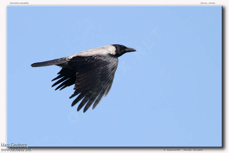 Hooded Crowadult, Flight