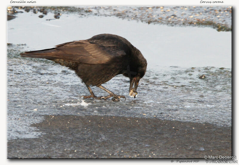 Carrion Crowjuvenile, Behaviour