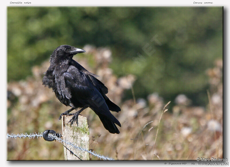 Carrion Crow