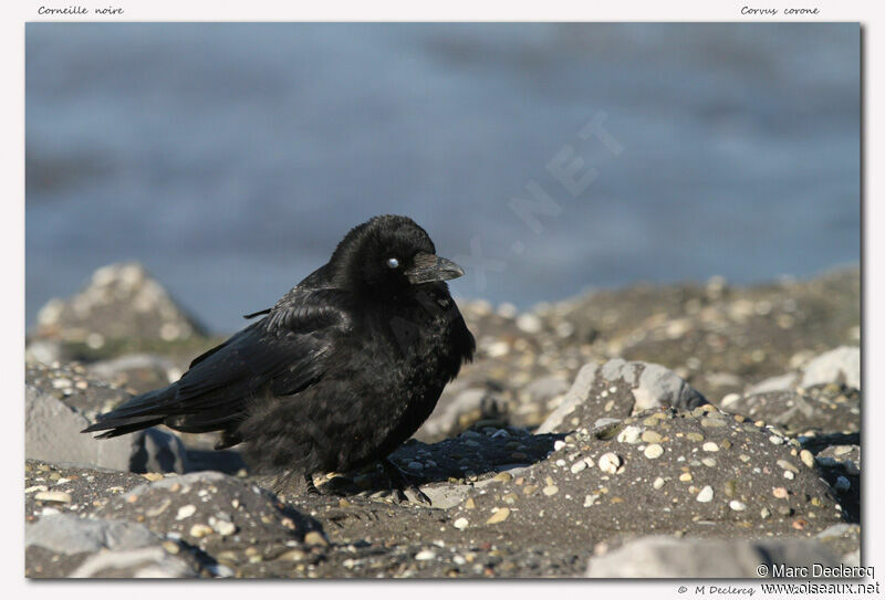 Corneille noire, identification