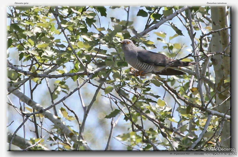 Common Cuckoo