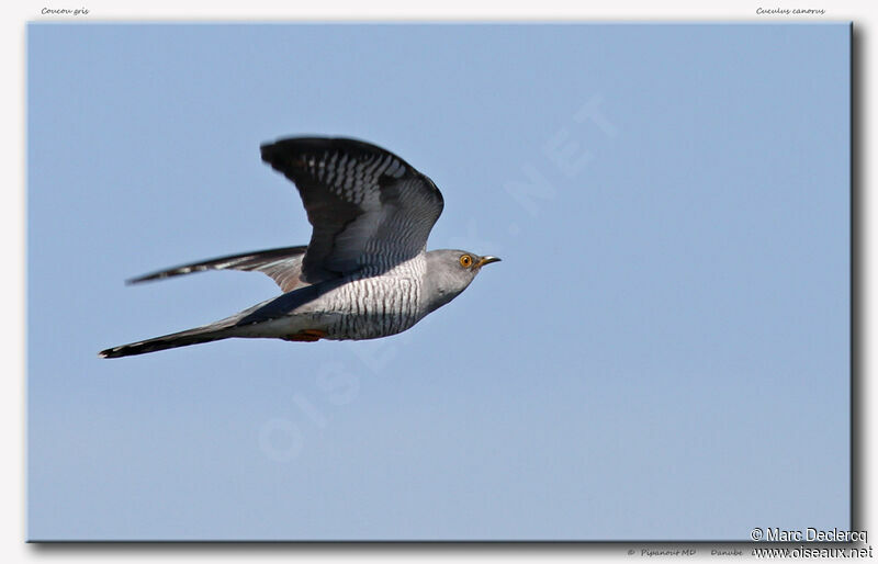 Common Cuckoo, Flight