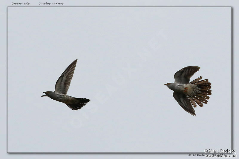 Common Cuckoo, Flight