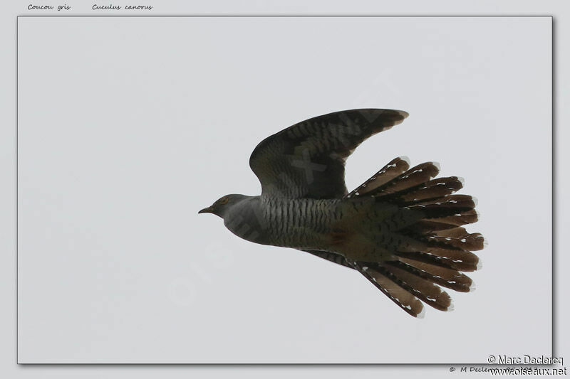 Common Cuckoo, Flight