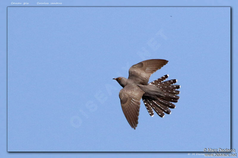 Common Cuckoo