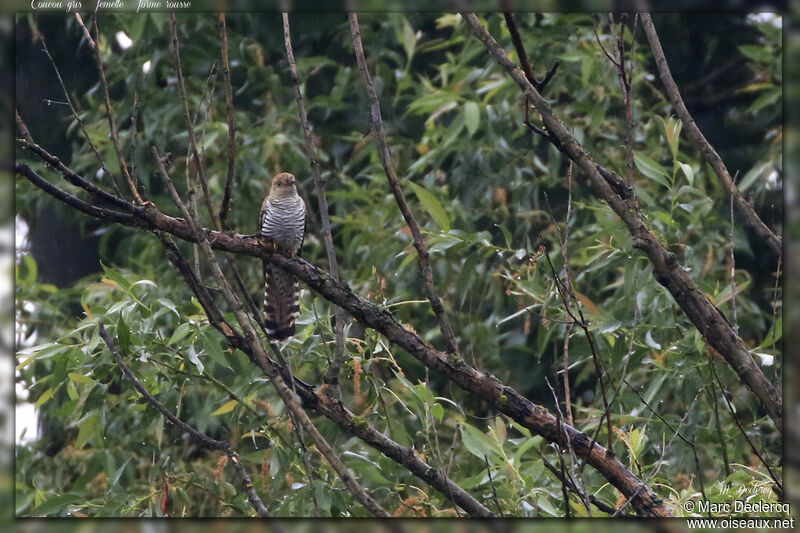 Common Cuckoo, pigmentation