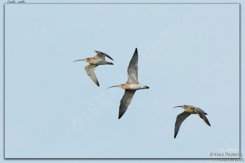 Eurasian Curlew