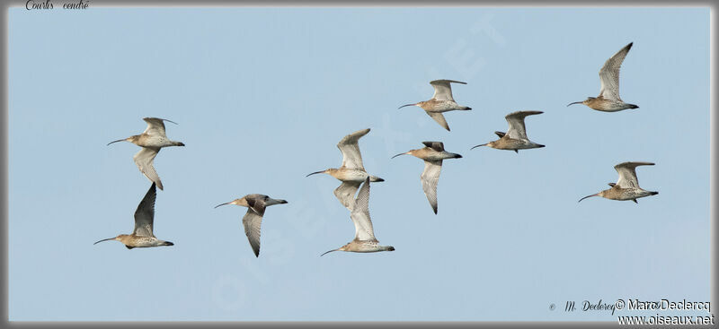 Eurasian Curlew