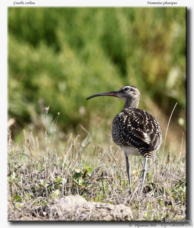 Eurasian Whimbrel, identification