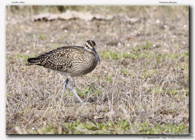 Eurasian Whimbrel, identification