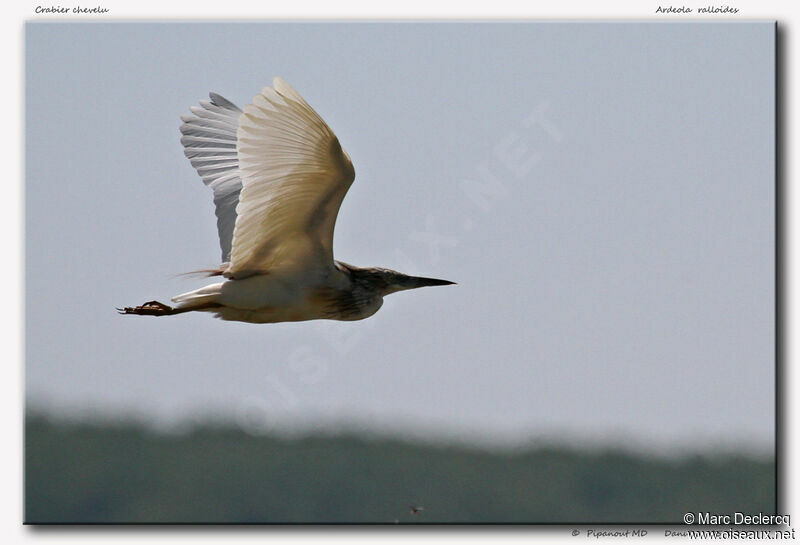 Squacco Heron, Flight