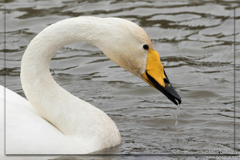 Whooper Swan