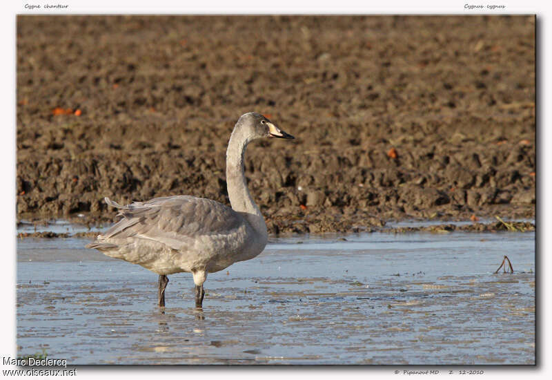 Whooper SwanFirst year, identification