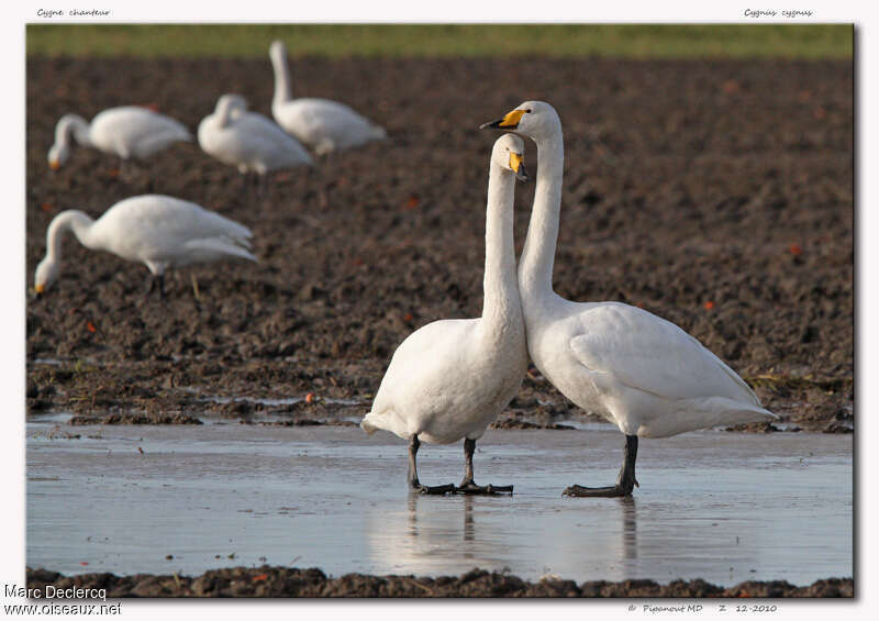 Cygne chanteuradulte, Comportement