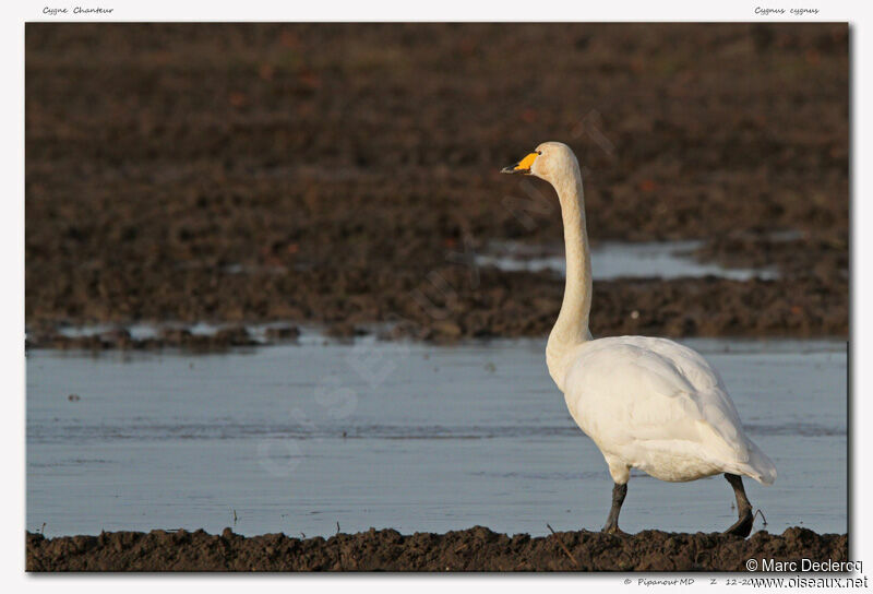 Whooper Swan, identification