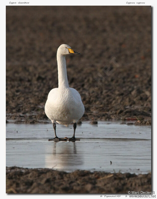 Whooper Swan, identification