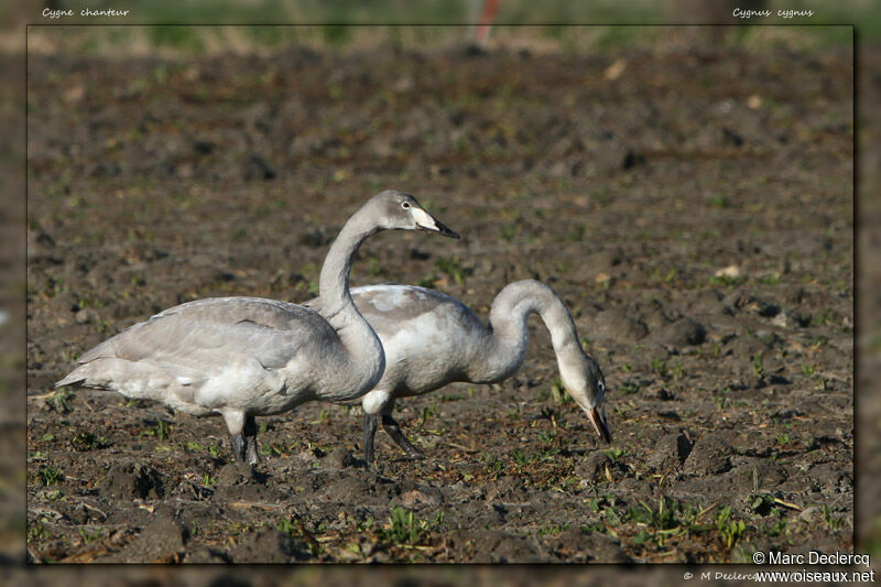 Cygne chanteurjuvénile, identification