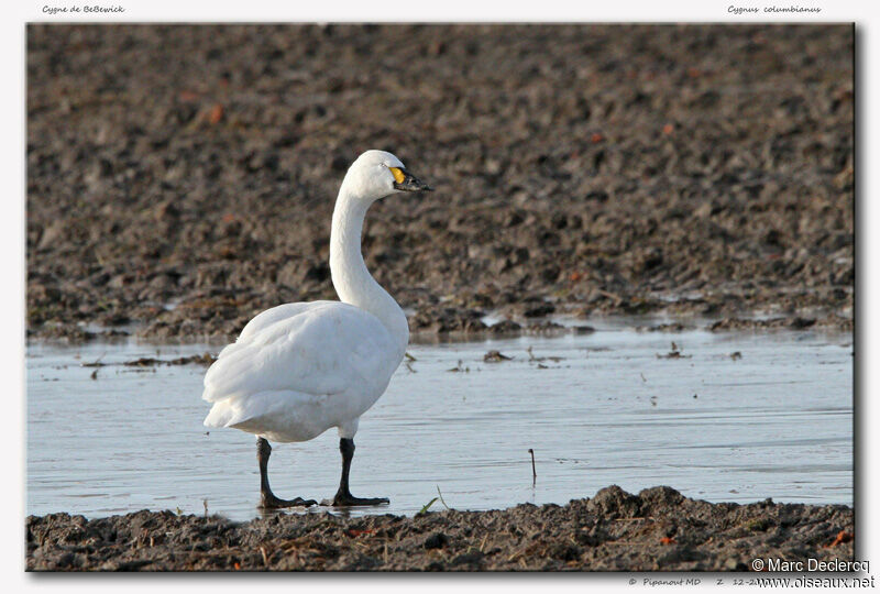 Cygne de Bewickadulte, identification