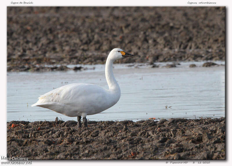 Cygne de Bewickadulte, habitat