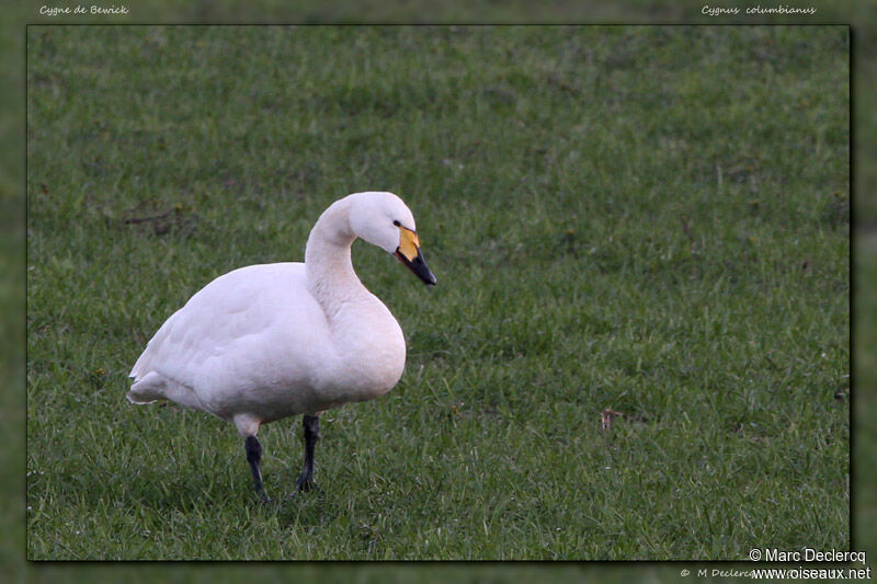 Cygne de Bewickadulte, identification