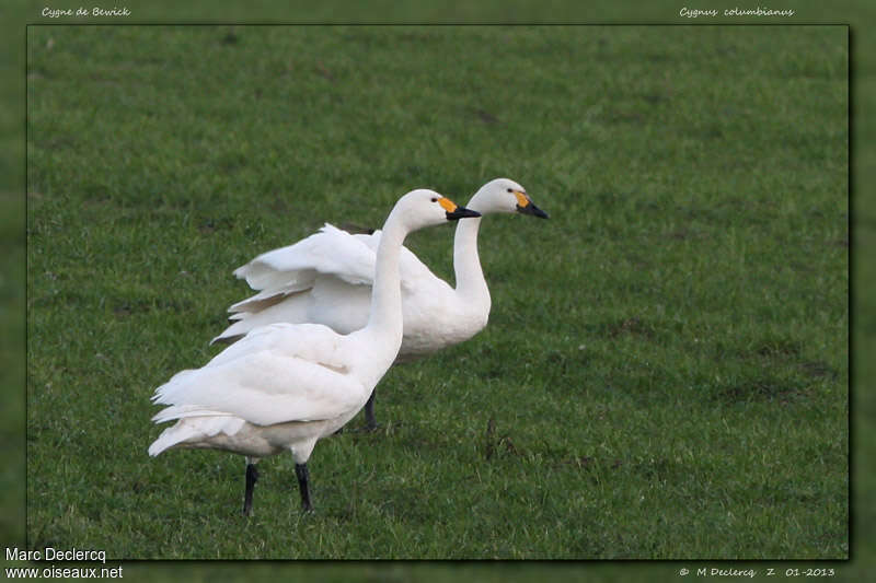 Tundra Swanadult, pigmentation