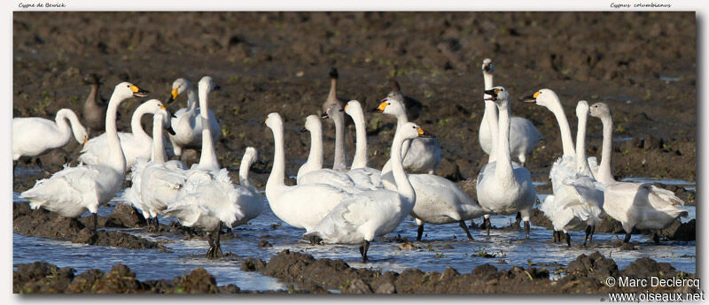 Tundra Swan, identification