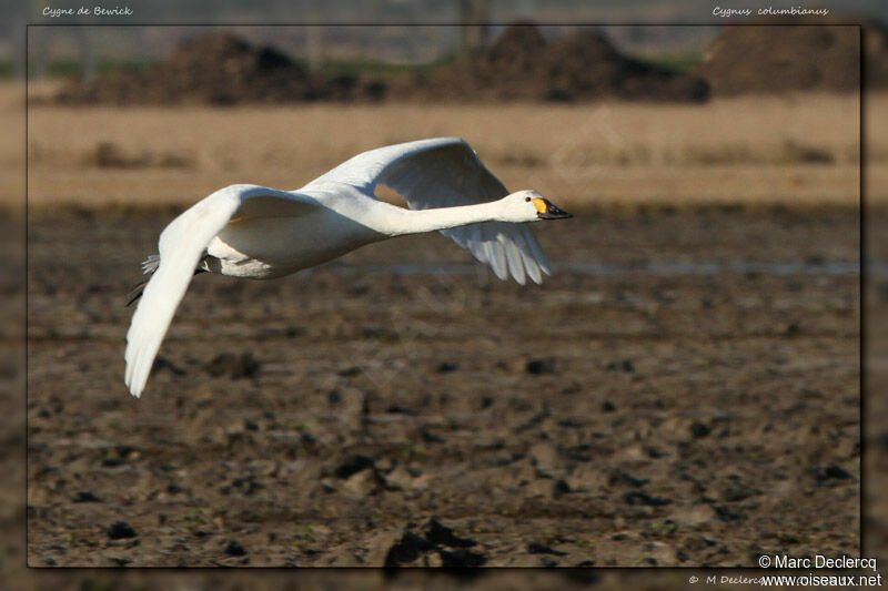 Cygne de Bewick, Vol