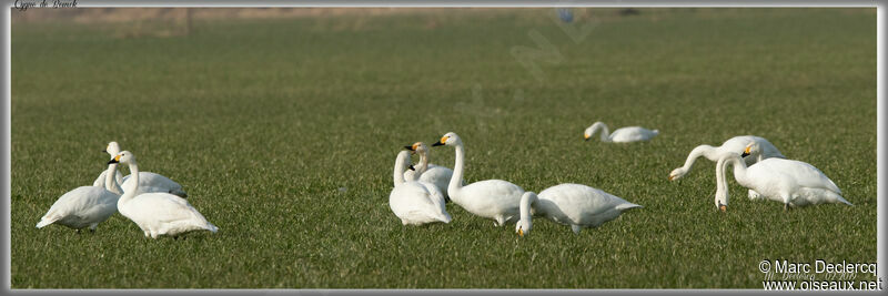 Tundra Swan