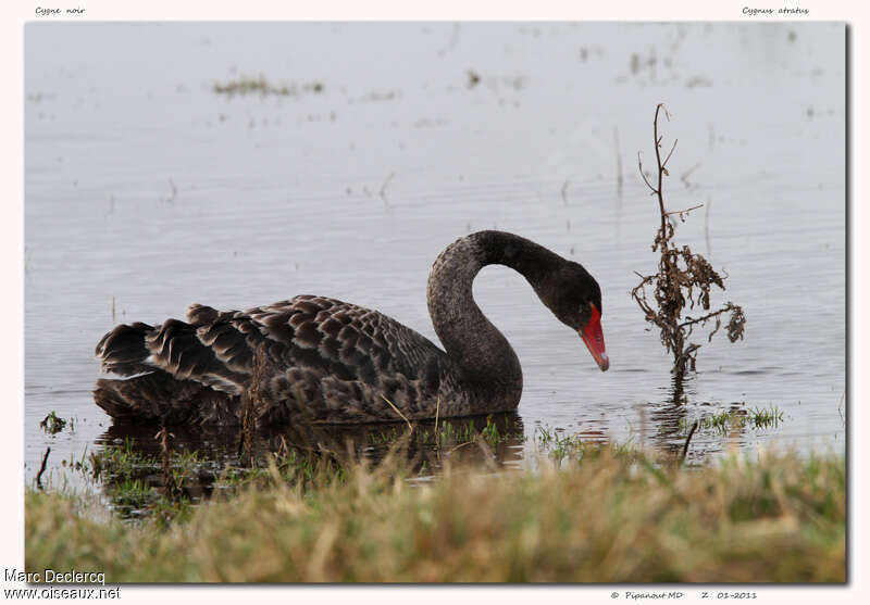 Cygne noirjuvénile, identification