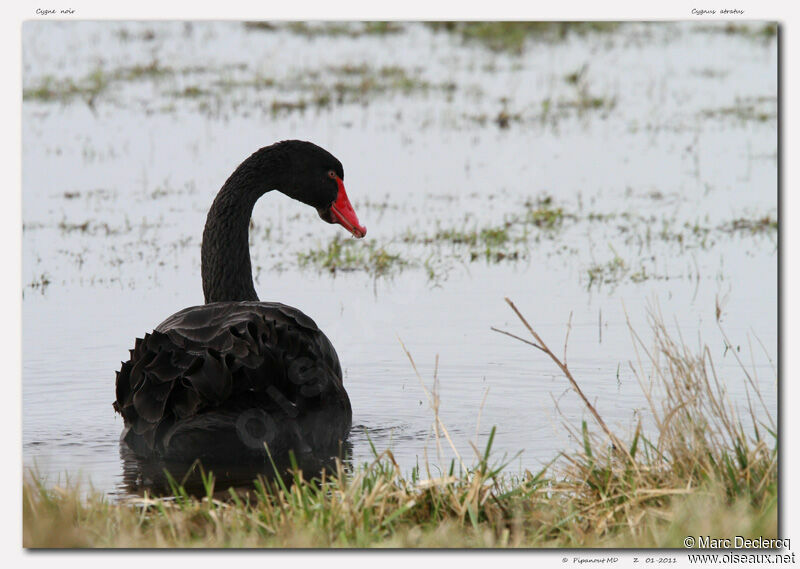 Cygne noir, identification