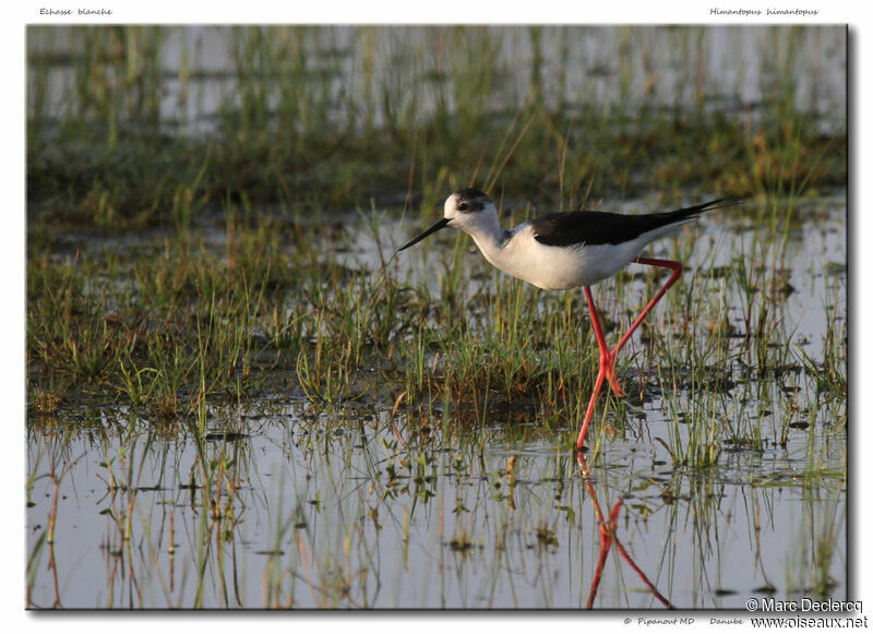 Échasse blanche, identification