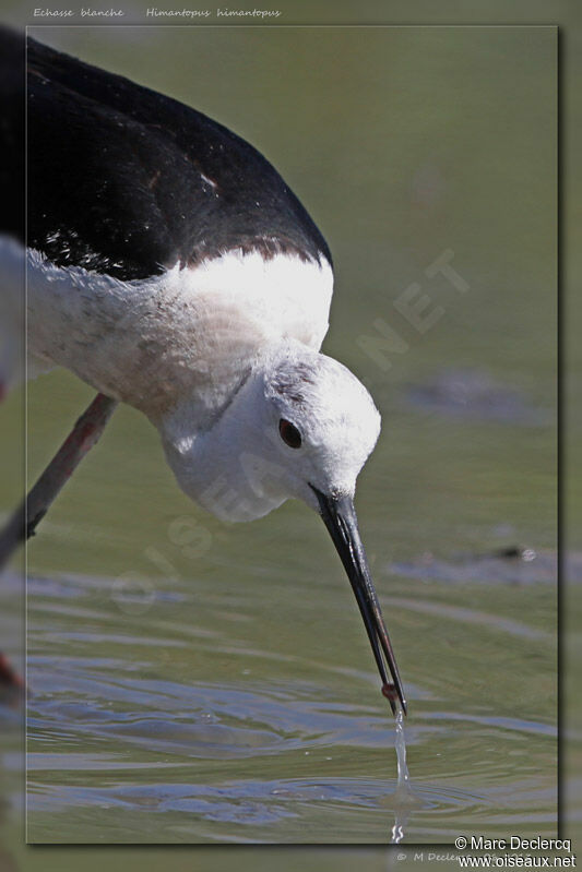 Black-winged Stilt