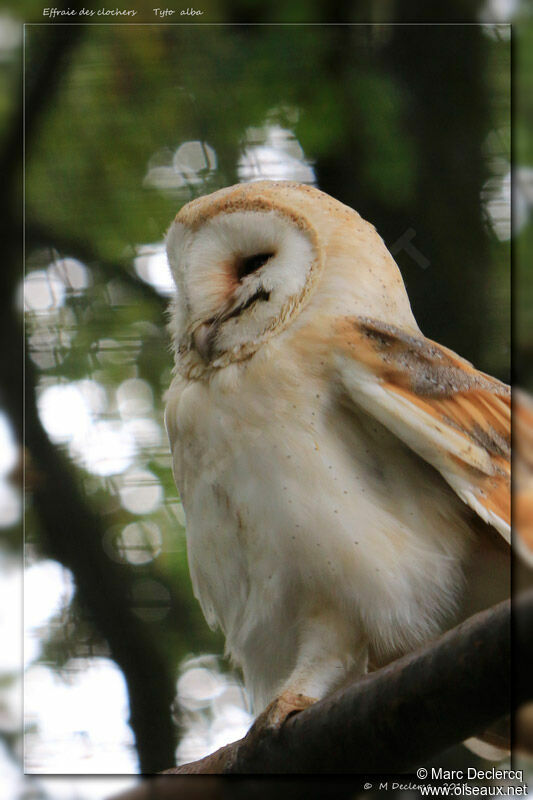 Western Barn Owl