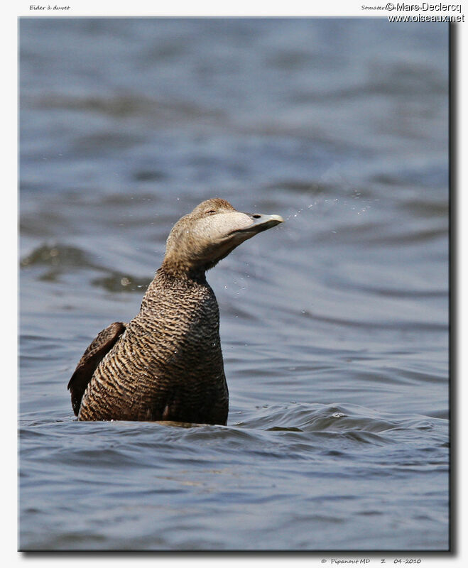 Eider à duvet femelle