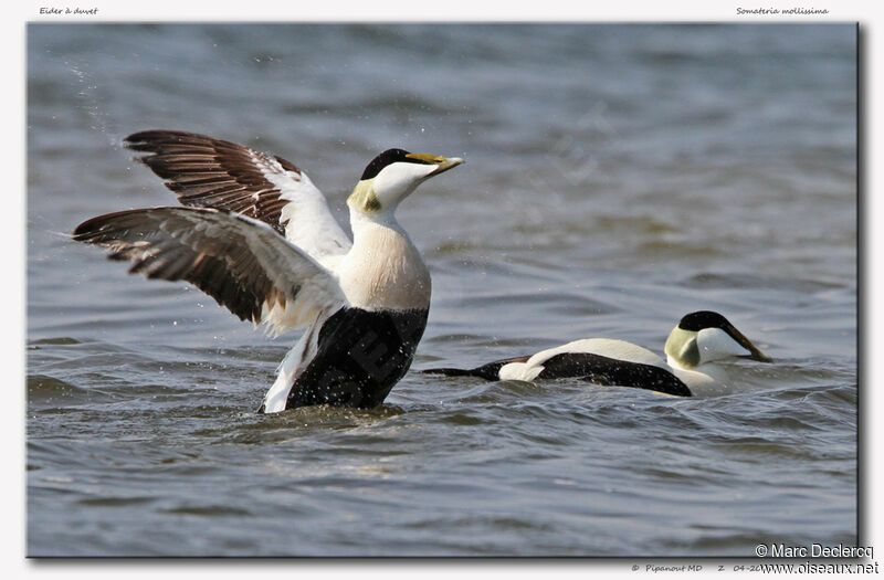 Eider à duvet mâle