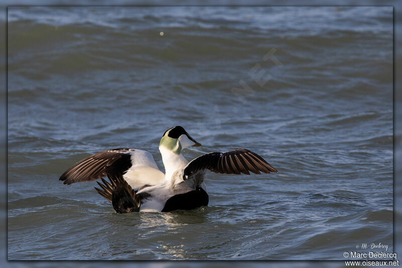 Common Eider