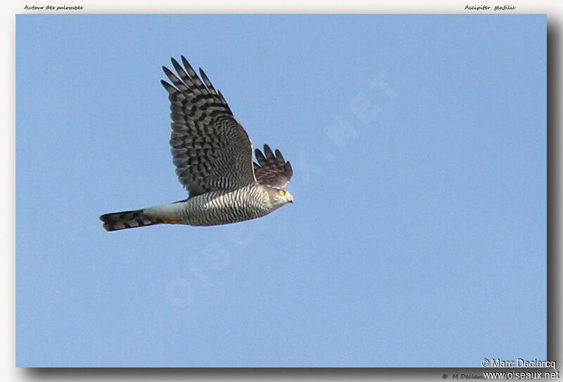 Eurasian Sparrowhawkadult, Flight