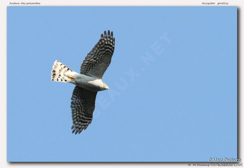 Eurasian Sparrowhawk, Flight