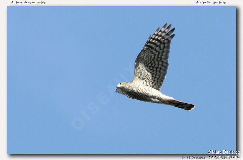 Eurasian Sparrowhawk, identification