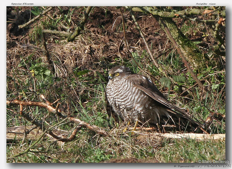 Épervier d'Europe, identification