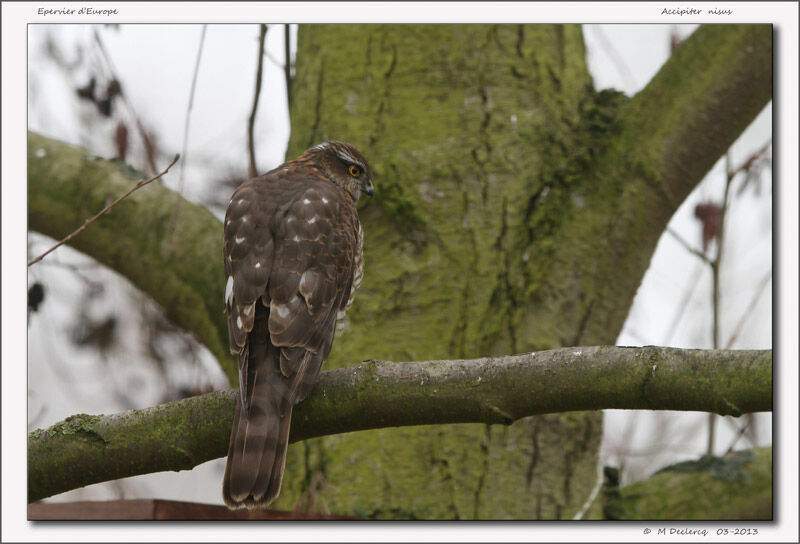 Épervier d'Europejuvénile, identification