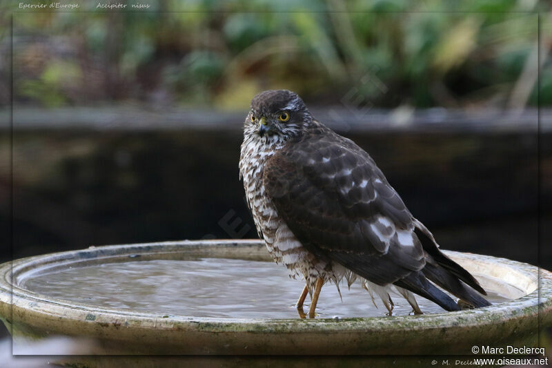 Eurasian Sparrowhawk