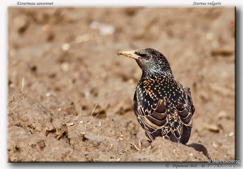 Common Starling